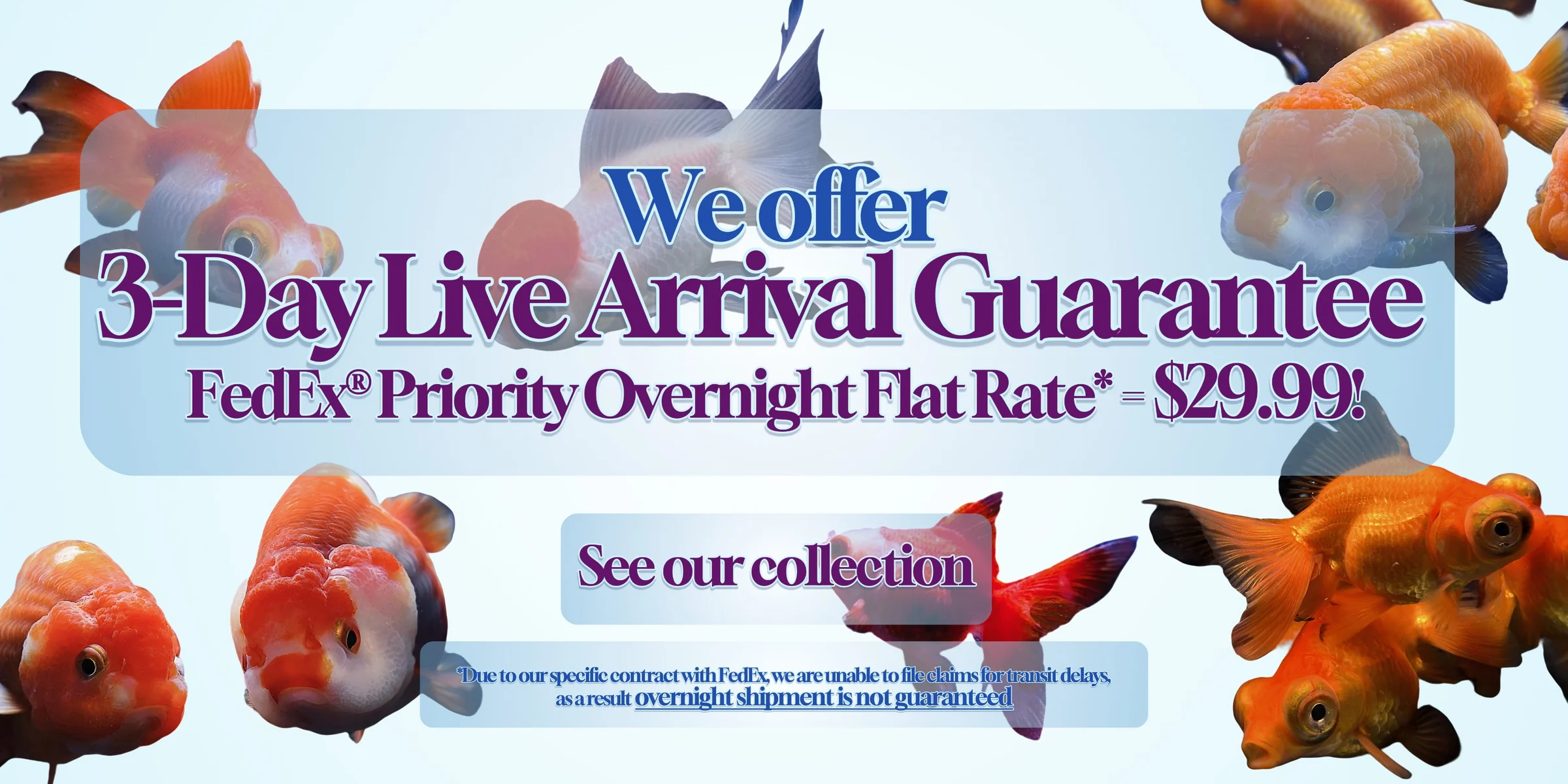 Vibrant Aquatic Life Delivered Fast