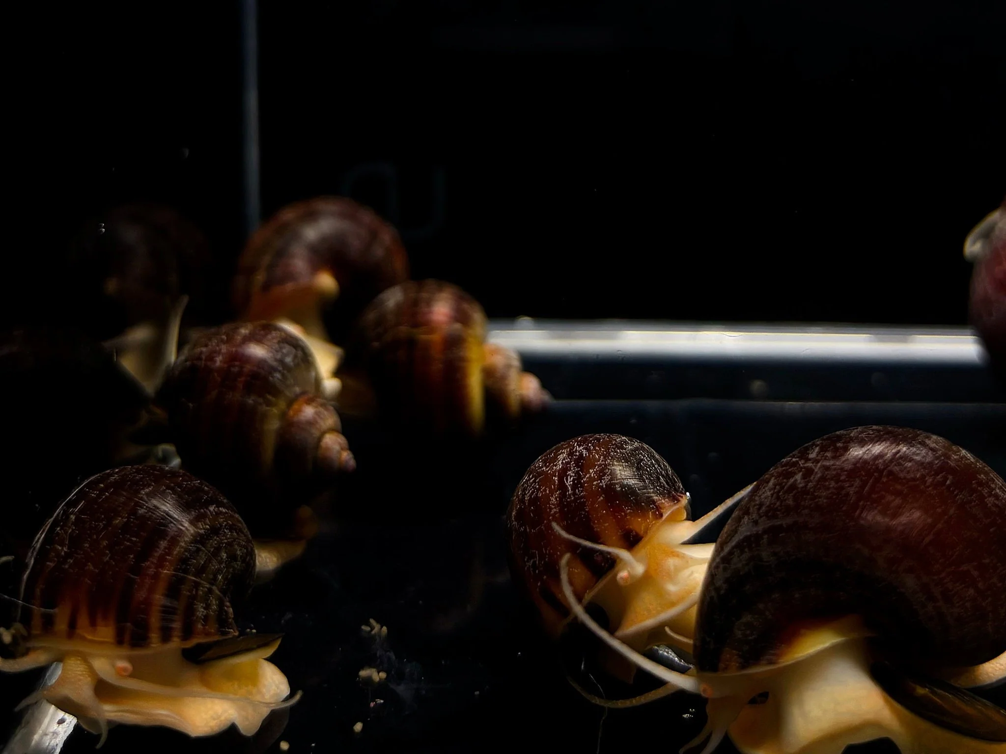 Snail