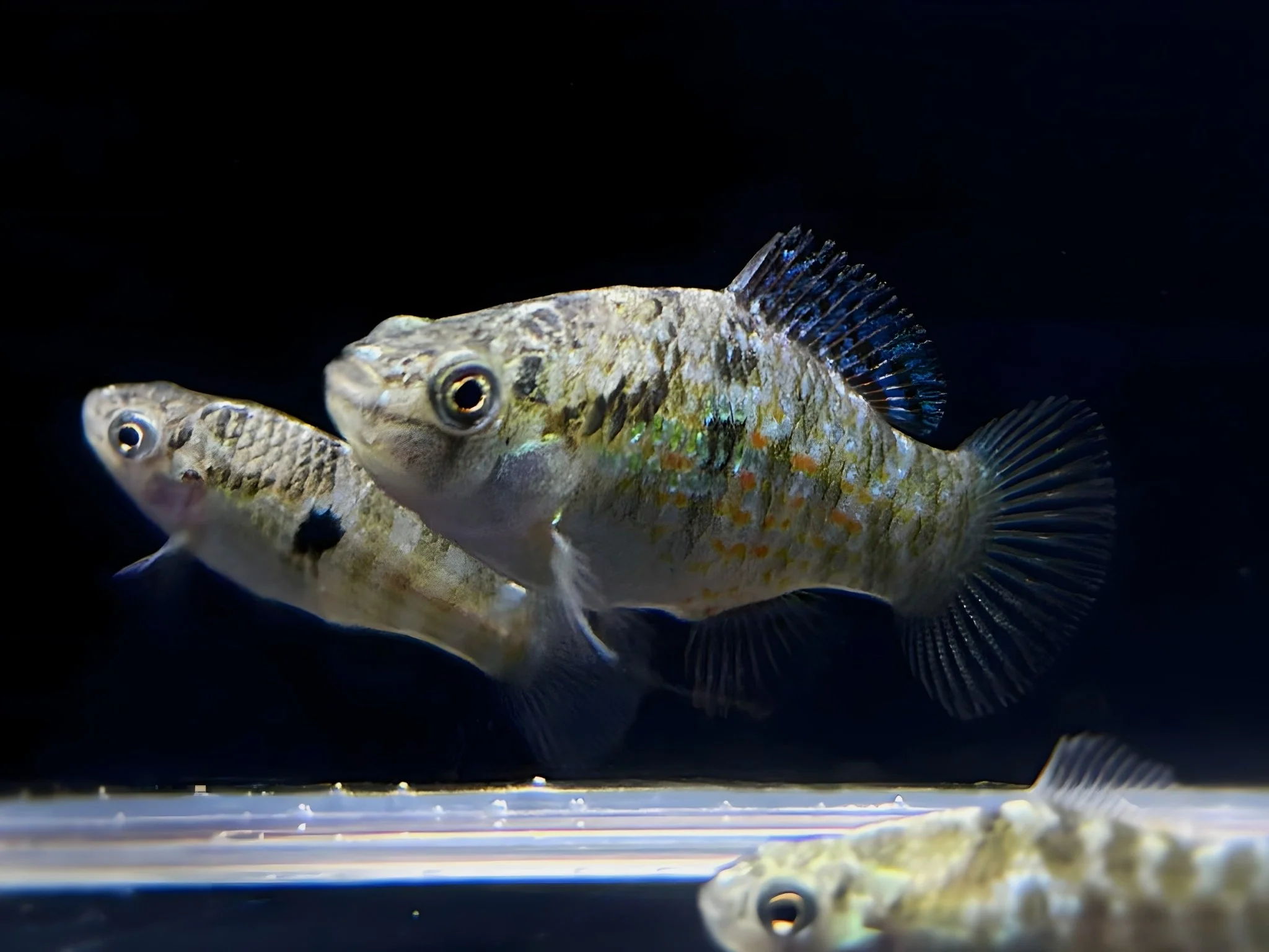 Freshwater Fish
