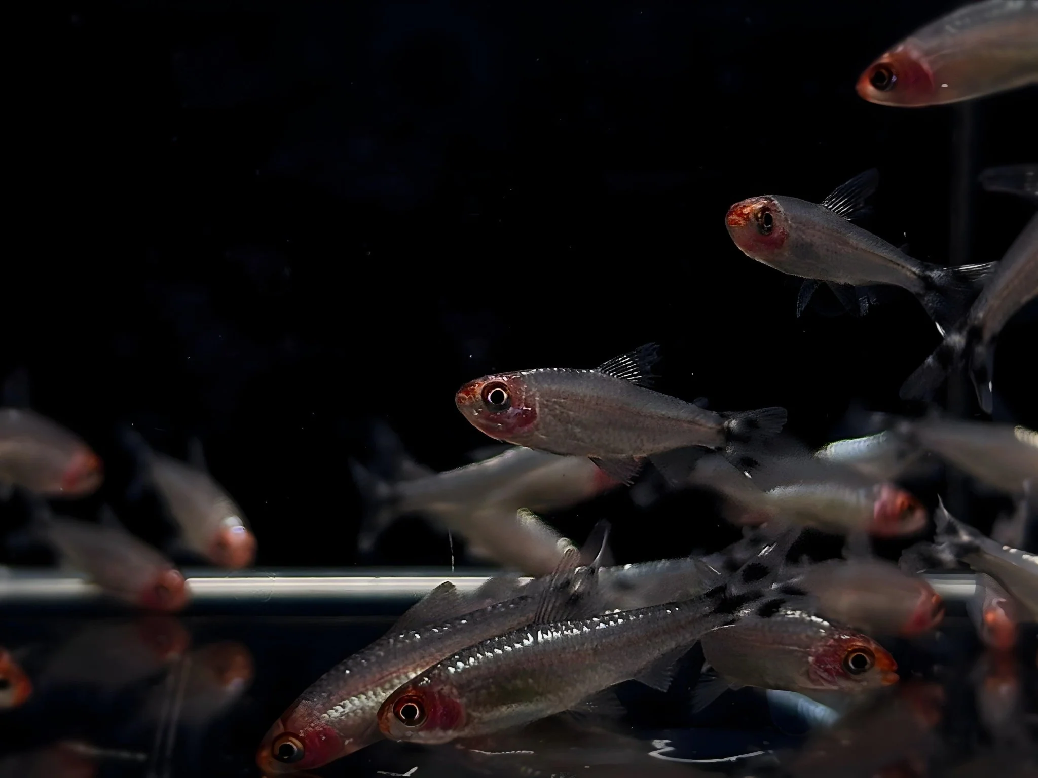 Tetra
